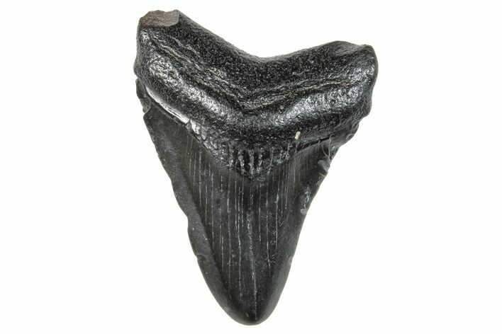 Juvenile Megalodon Tooth - South Carolina #259577